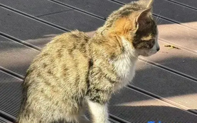 Floral Hotel·Yidao Chengxuan Hotel (Shanghai Zhujiujiao Branch, Qingpu))
