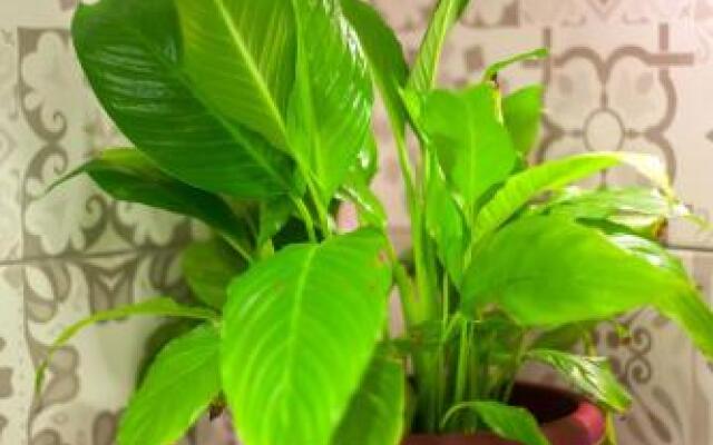 NEW apartment in Old Town Avlabari