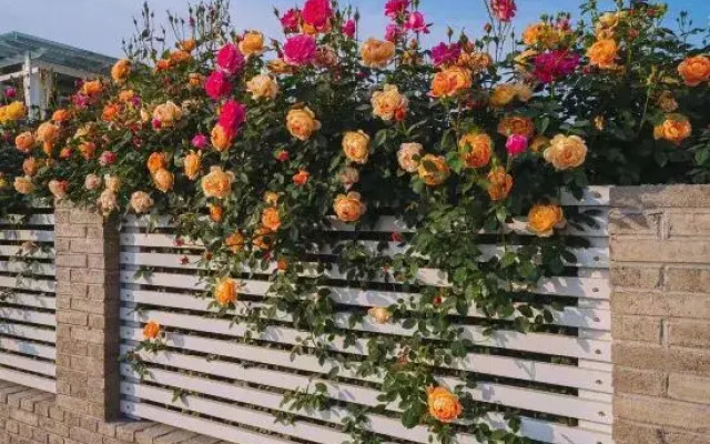 Songyang Nanshan Nanhuayuan Meisu