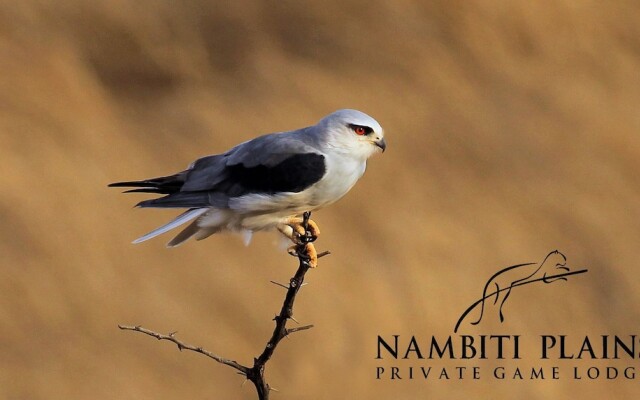 Nambiti Plains Private Game Lodge