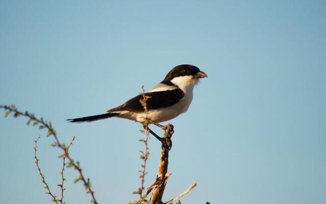 Samburu Intrepids Tented Camp