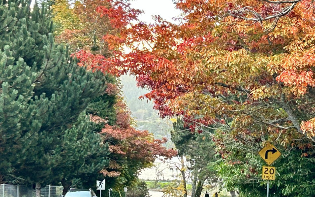 Seagull Studio Vacation Guest Suite