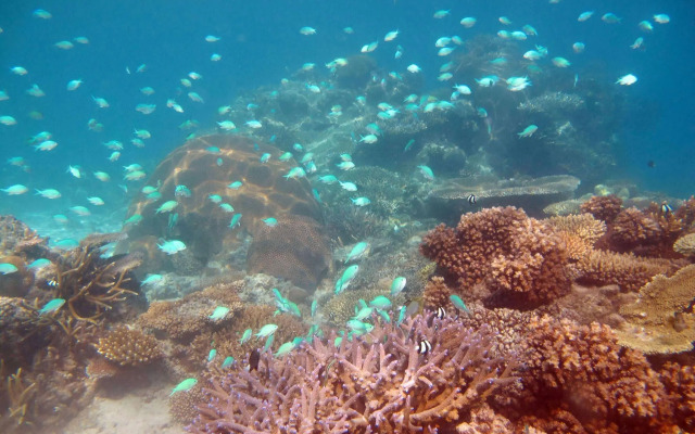 Mantaray Island Resort