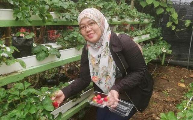 Strawberry Rest House Mesilou Kundasang