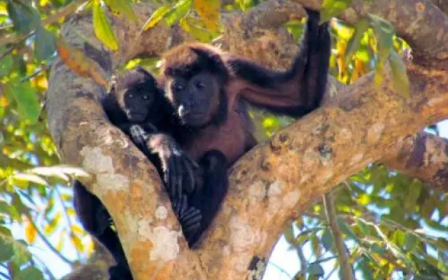 Tamarindo Condo 206 Matapalo