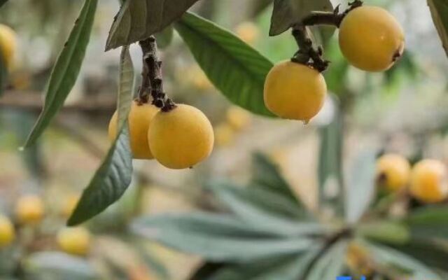 Suzhou Xishihu Villa