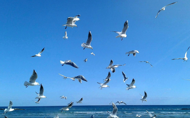 PylaApts - Apartments near the beach