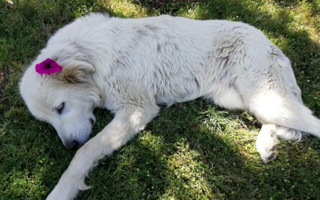 The Girasole Apartment-Appartamento Girasole