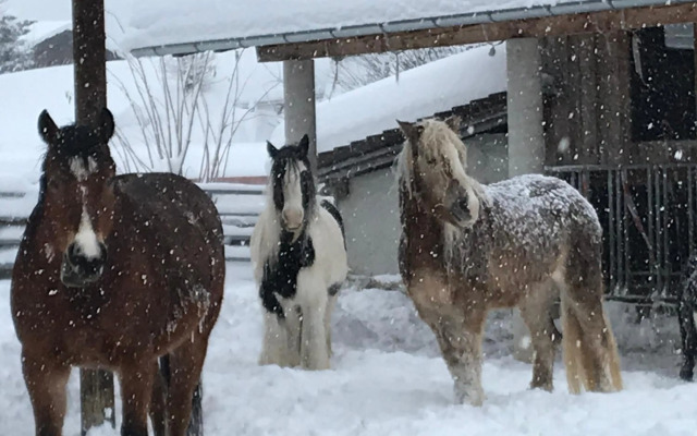 Pony-Ziegen-Hasen-Ranch Bichlbach