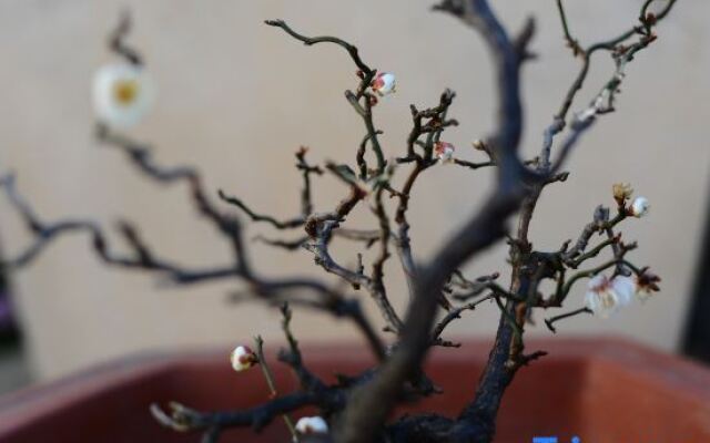 Mu,Spring