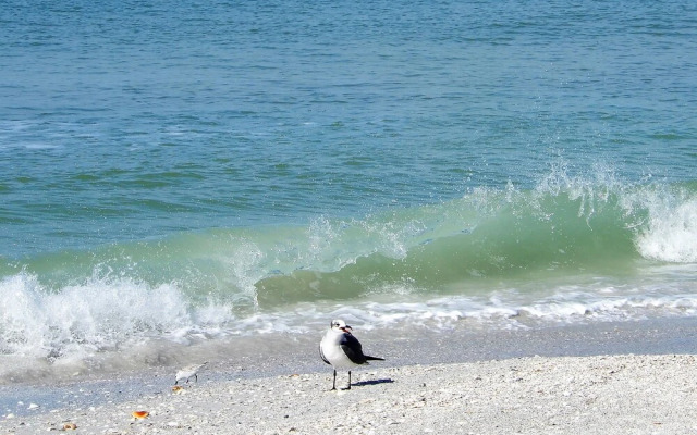 Premier Pass-a-grille Beachside Condo (108-14)