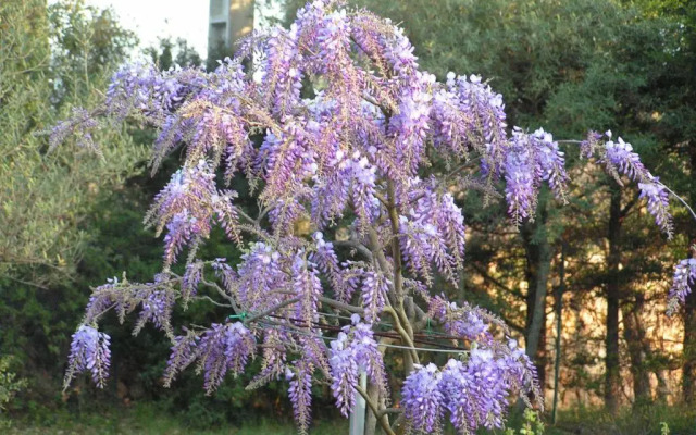 Le Jardin des Selves