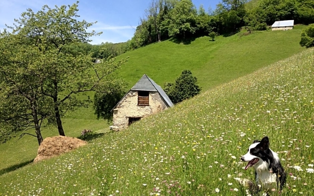 Vie D'estive