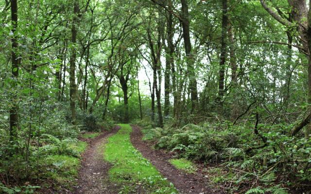 Cozy Holiday Home in Zuidwolde near Forest