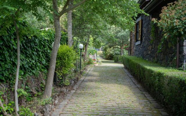 Il Castagno dell'Etna