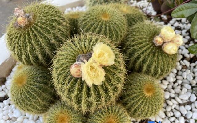 Dali Fengchi Seaview Intelligent Homestay