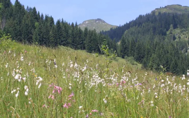 Hotel Traublingerhof