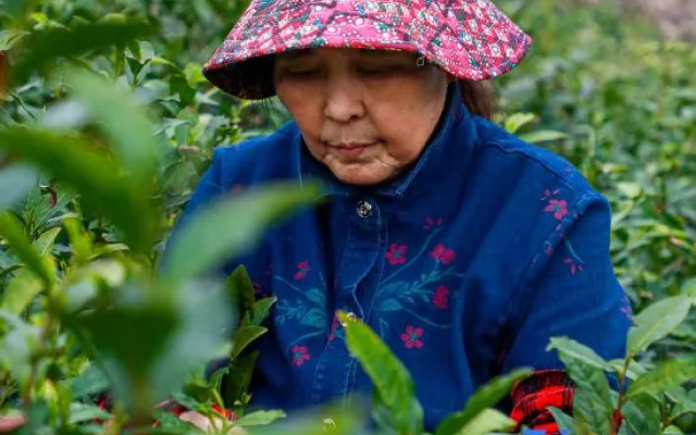 Moganshan Siyan Tea Garden Meisu
