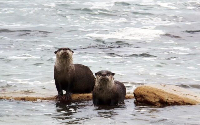 Otters' Rest
