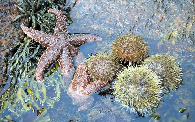 Complexe Hotelier Pelchat