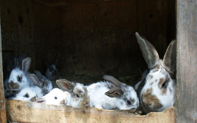 Bauernhof Familie Nussbaumer