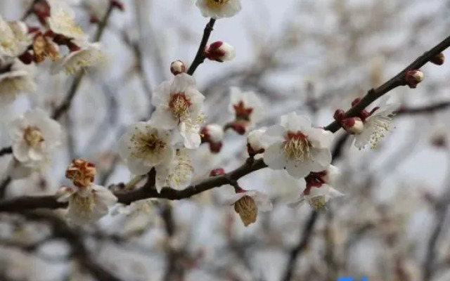 Suzhou Seagull Huxin Island Resort