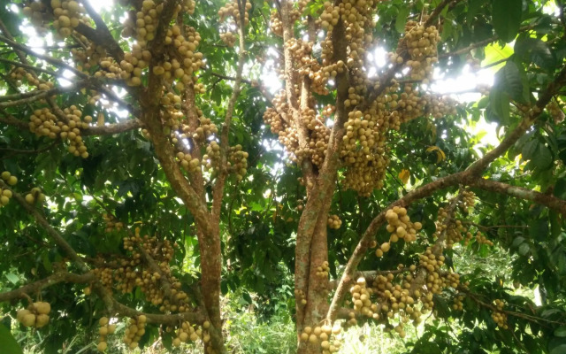 Deva Garden Resort
