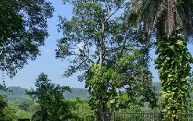 Ranmin Bellair Bungalow