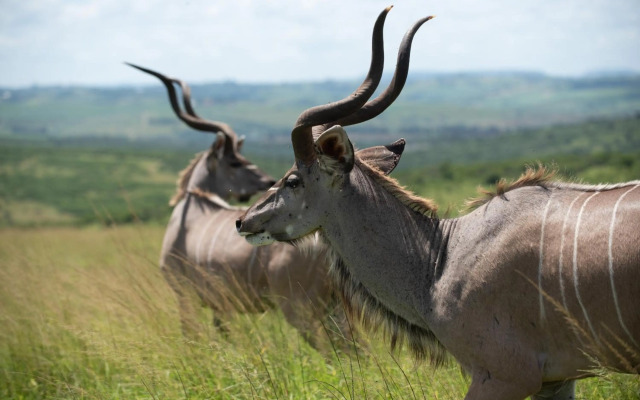 Tala Game Reserve