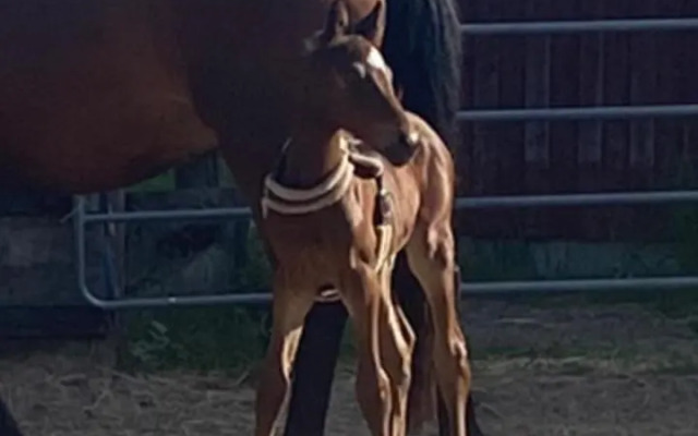 J A Ranch