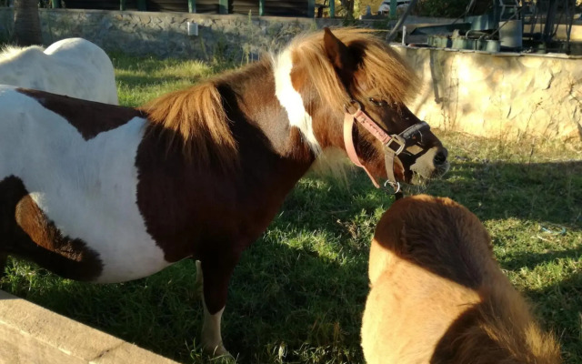 Quinta Vita - Vila Limao