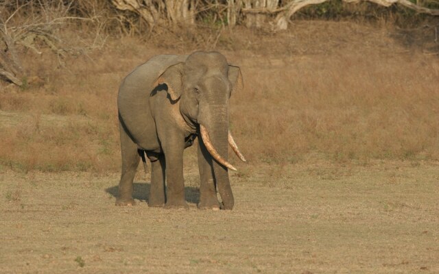 Wild Trails Yala Tented Safari Camp By Yoho