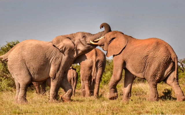 Elephants Lodge - Bellevue Forest Reserve