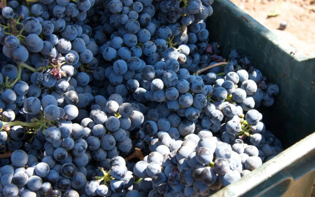 Encuentro Guadalupe