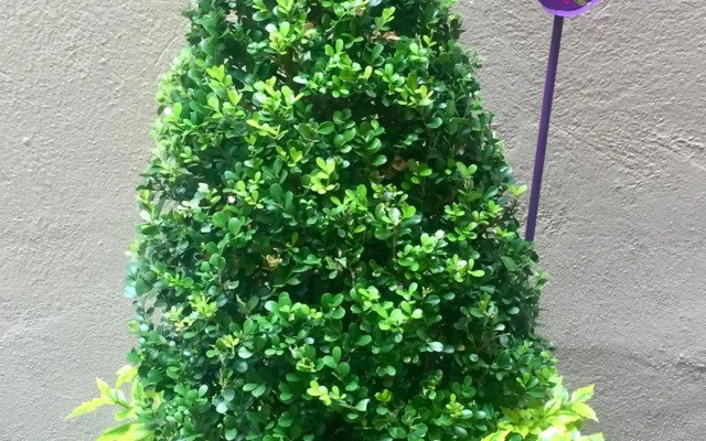 Residence Las Trojes Cdmx