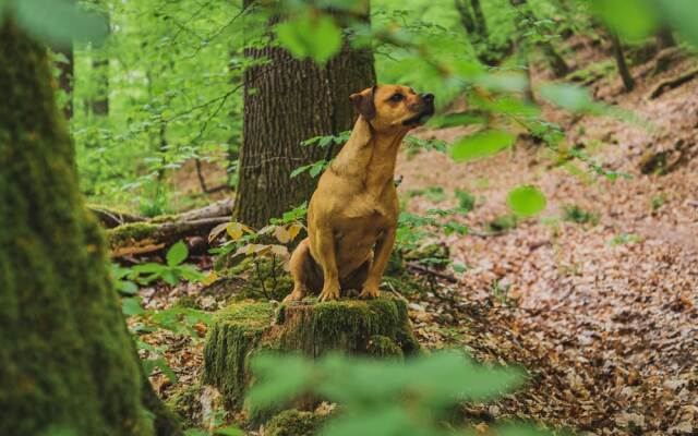 Schwarzwald Panorama