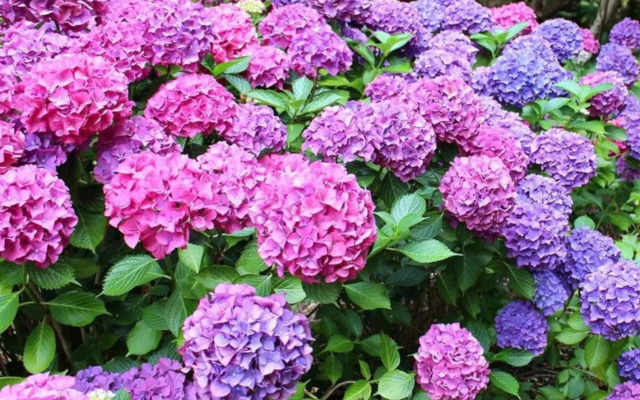 La Casita de las Hortensias