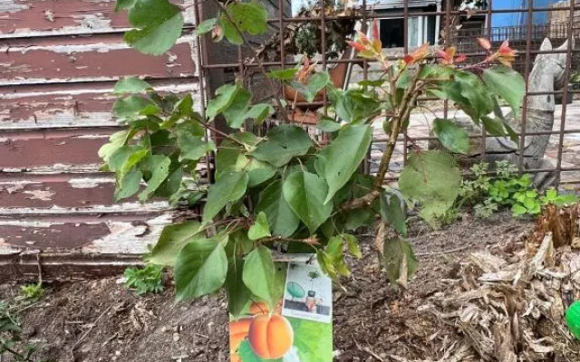 TinyHOuse Chalet Le JasOn