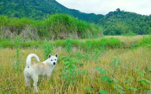 Oujia Terrace No. 13 Farmhouse