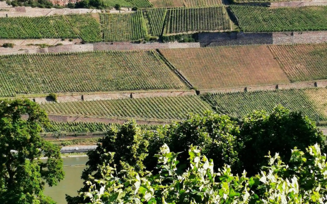 Rheinufer am Hindenburgpark