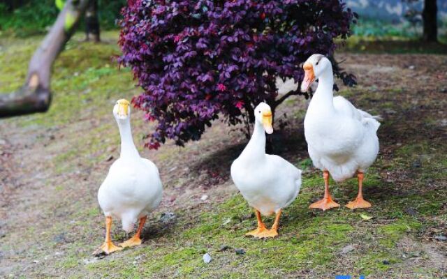 Ruyuan Culture Theme Inn