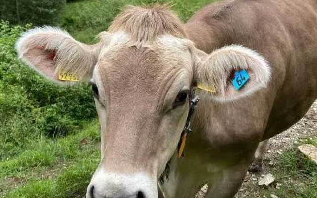 Sunrise Belvedere Pfronten