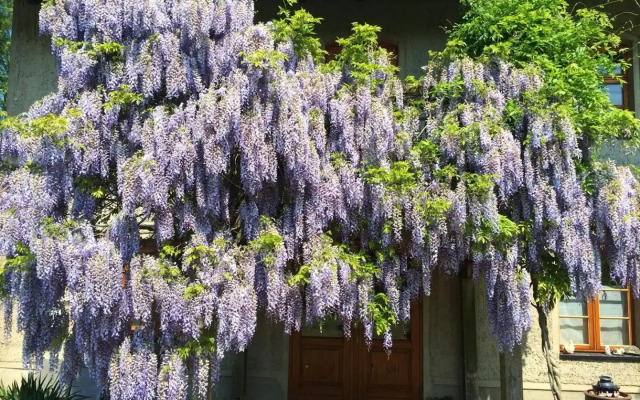 Die Mühle Appartements