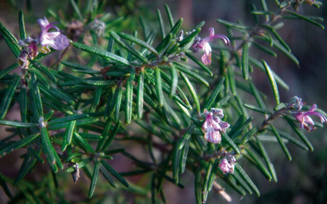 La Vieille Maison - Chambre et Halte Gourmande