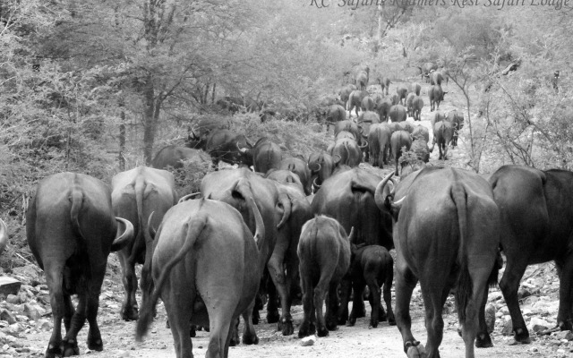Roamers Rest Safari Lodge