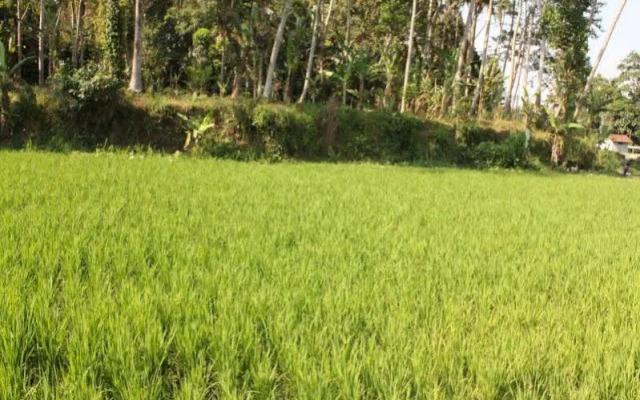 Ubud Batik Villa - Adults Only