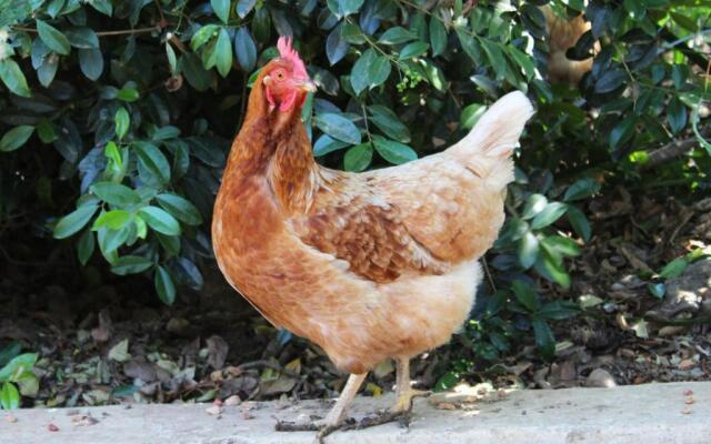 Arumvale Country House