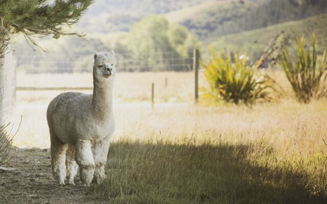 Awatea Country B&B