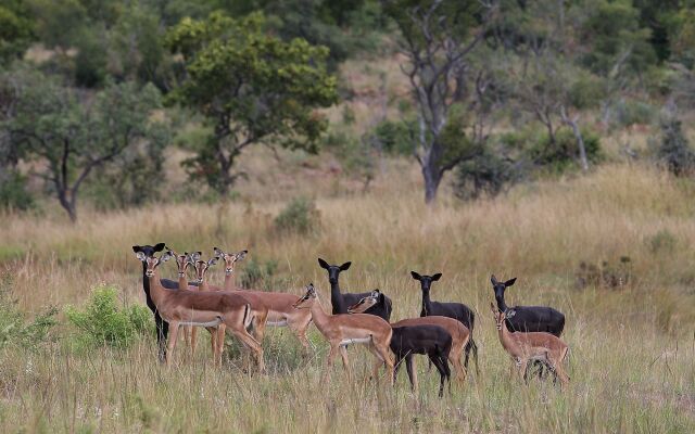 Zulu Camp at Shambala Private Game Reserve