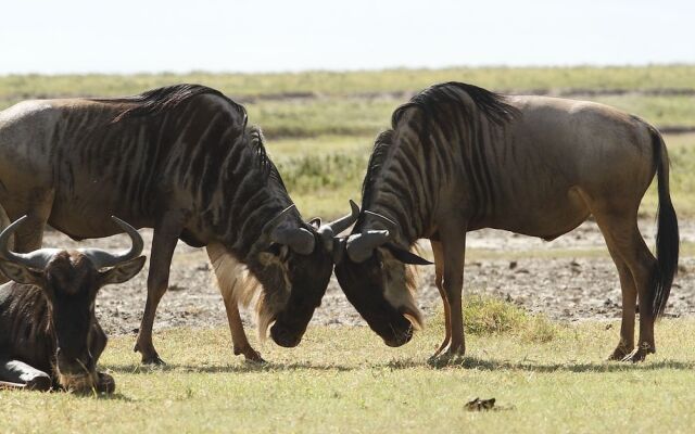 Ngorongoro Tented Camp